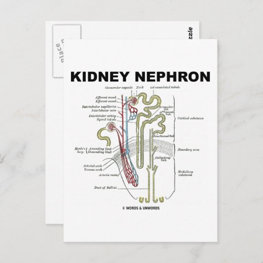 Kidney Nephron Briefkaart (Voorkant / Achterkant)