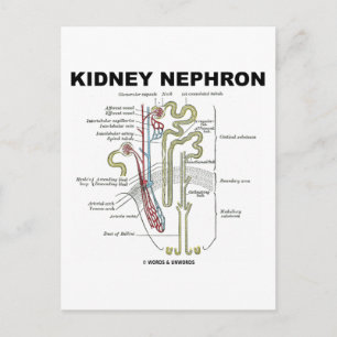Kidney Nephron Briefkaart