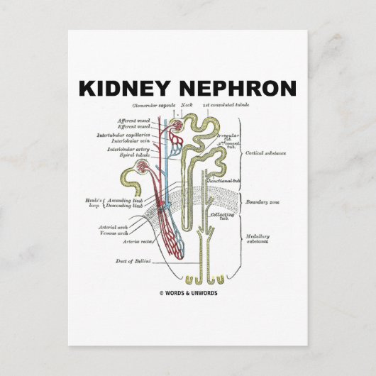 Kidney Nephron Briefkaart (Voorkant)