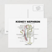 Kidney Nephron Briefkaart (Voorkant / Achterkant)