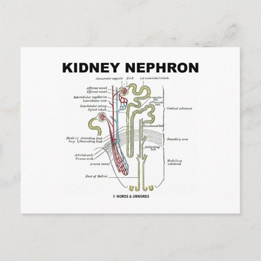 Kidney Nephron Briefkaart (Voorkant)