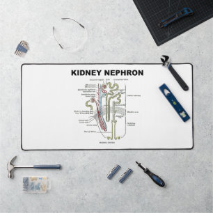 Kidney Nephron Gray's anatomie Bureaumat