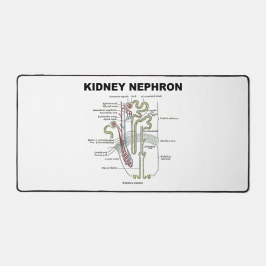 Kidney Nephron Gray's anatomie Bureaumat (Voorkant)