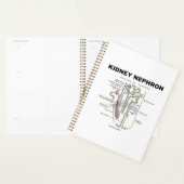 Kidney Nephron Gray's anatomie Planner (Display)