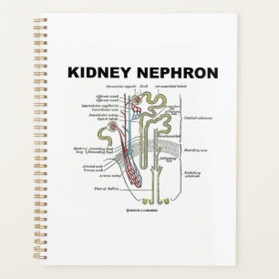 Kidney Nephron Gray's anatomie Planner