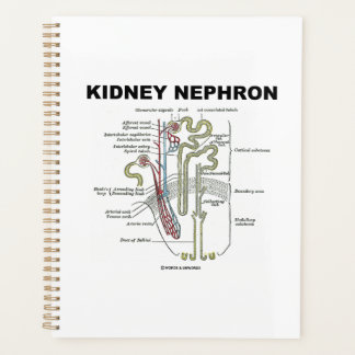 Kidney Nephron Gray's anatomie Planner