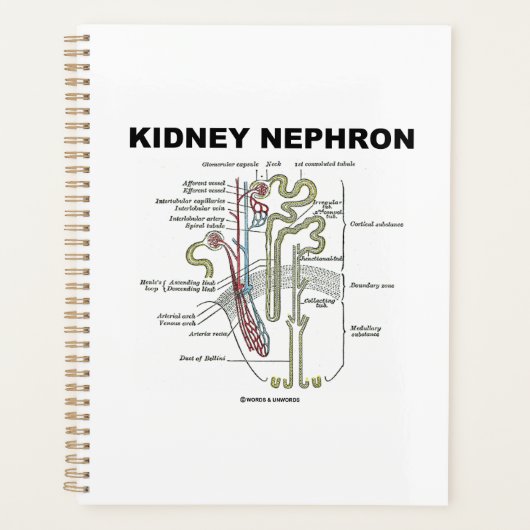 Kidney Nephron Gray's anatomie Planner (Voorkant)