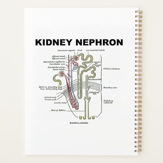 Kidney Nephron Gray's anatomie Planner (Achterkant)