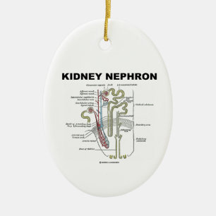Kidney Nephron (Grey's Anatomy Book) Keramisch Ornament