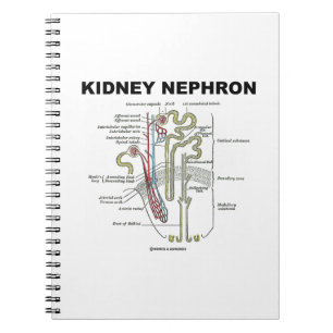 Kidney Nephron (Grijze anatomie Notitieboek