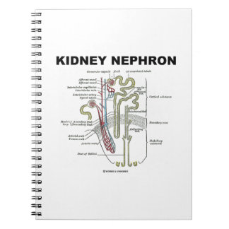 Kidney Nephron (Grijze anatomie Notitieboek