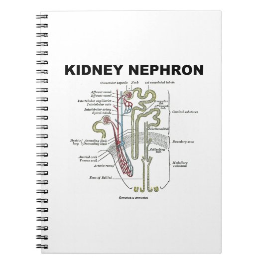 Kidney Nephron (Grijze anatomie Notitieboek (Voorkant)