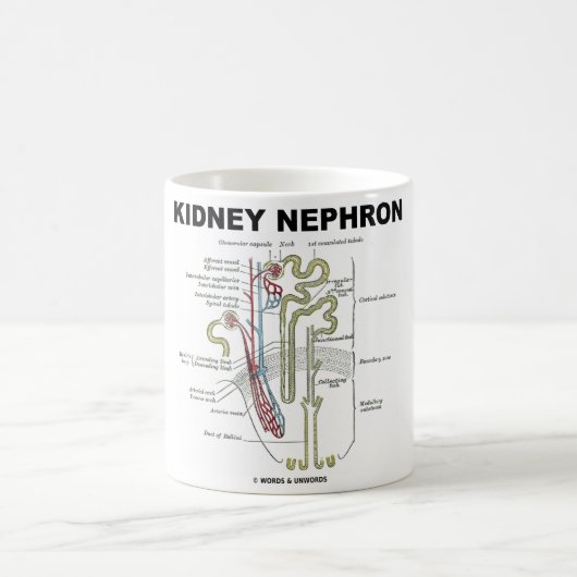 Kidney Nephron Koffiemok (Center)