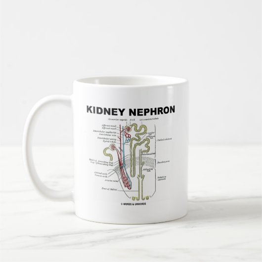 Kidney Nephron Koffiemok (Links)