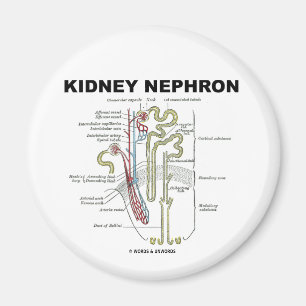 Kidney Nephron Magneet