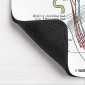 Kidney Nephron Muismat (Hoek)