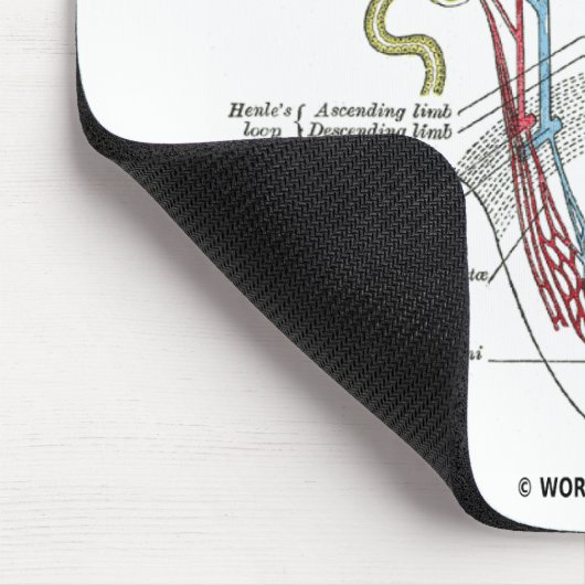Kidney Nephron Muismat (Hoek)