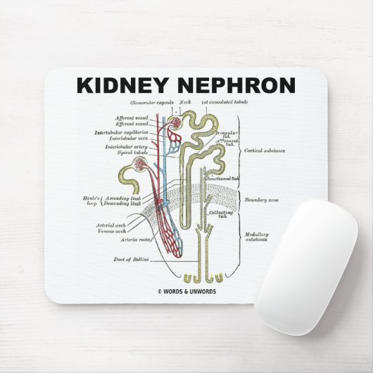 Kidney Nephron Muismat (Met muis)