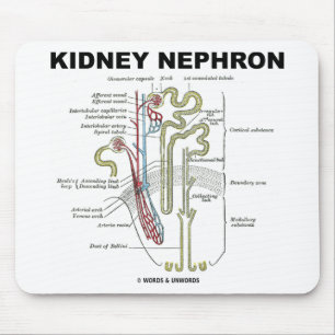 Kidney Nephron Muismat