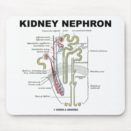 Kidney Nephron Muismat (Voorkant)