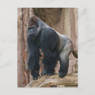 Kidogo de Silverback Een pose op een log slaan Briefkaart