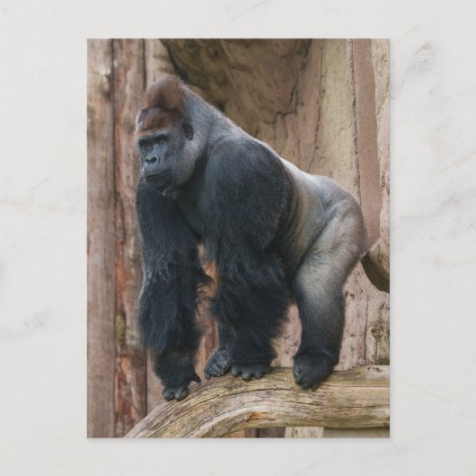 Kidogo de Silverback Een pose op een log slaan Briefkaart (Voorkant)