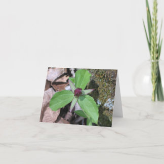 Kielzog Gepersonaliseerde Robin - Kaart