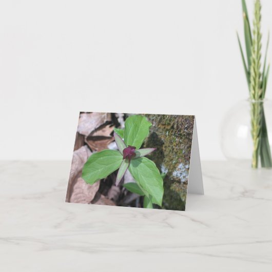 Kielzog Gepersonaliseerde Robin - Kaart (Voorkant)