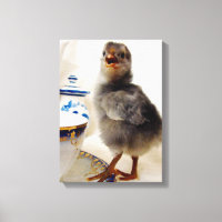 Kies voor Teacup