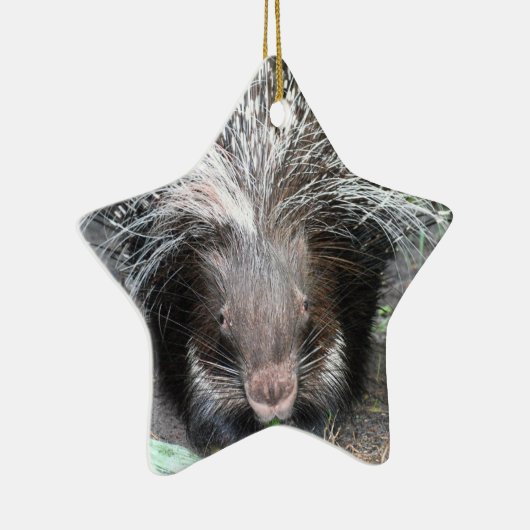 Kieuwde porcupine Ornament (Rechts)