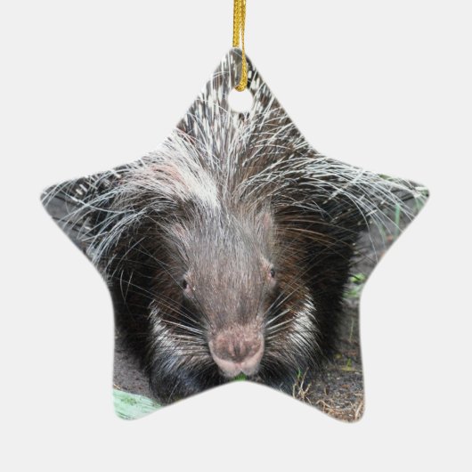 Kieuwde porcupine Ornament (Achterkant)