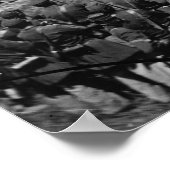 Kieuwen van Lincoln Conspirators, 1865 Poster (Hoek)