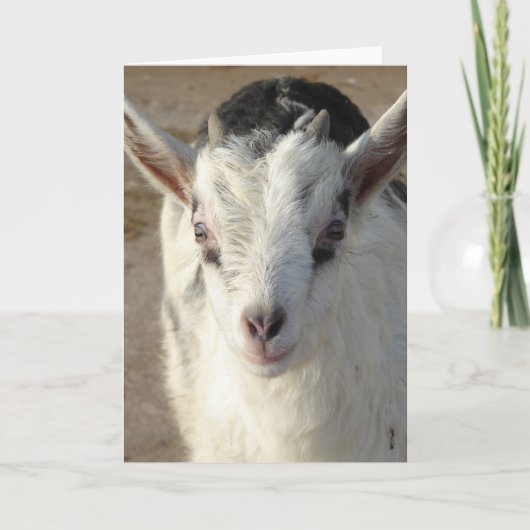 Kieuwt de Goat Kaart (Voorkant)