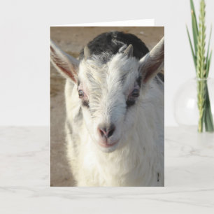 Kieuwt de Goat Kaart