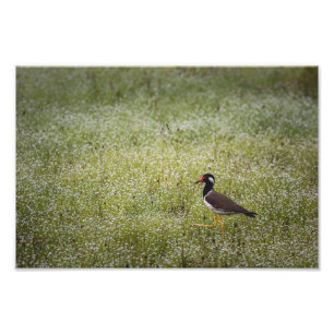 Kievit op het Gras Foto Afdruk