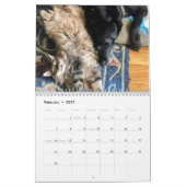 Kiezen voor de Maine Coon Calendar Kalender (Feb 2027)