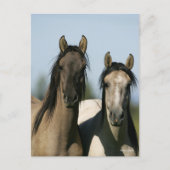 Kiger Mustang Horses die op hun kop staan Briefkaart (Voorkant)