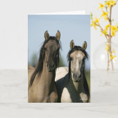 Kiger Mustang Horses die op hun kop staan Kaart (Gele Bloem)