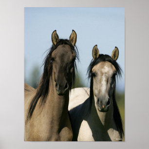 Kiger Mustang Horses die op hun kop staan Poster