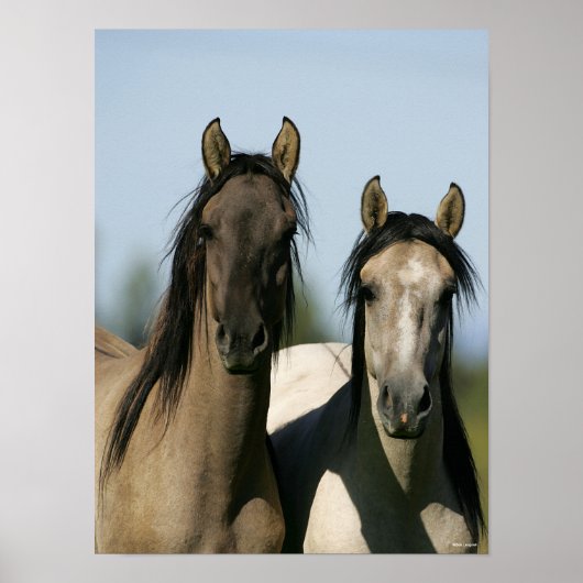 Kiger Mustang Horses die op hun kop staan Poster (Voorkant)