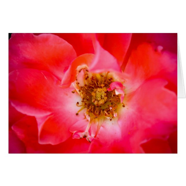 Kijk binnen (Voorkant Horizontaal)