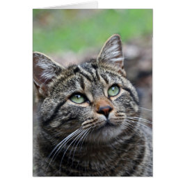 Kijk daarboven, standaard witte enveloppen inbegre