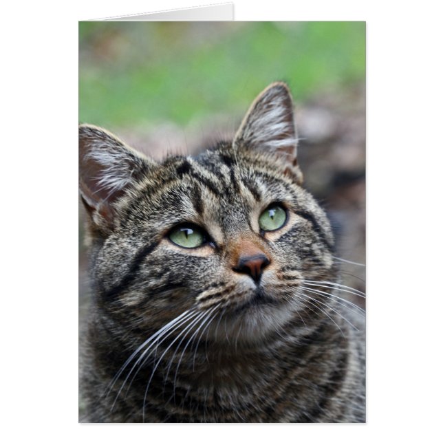 Kijk daarboven, standaard witte enveloppen inbegre (Voorkant)