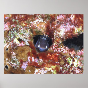 Kijk een Boo Blenny Poster