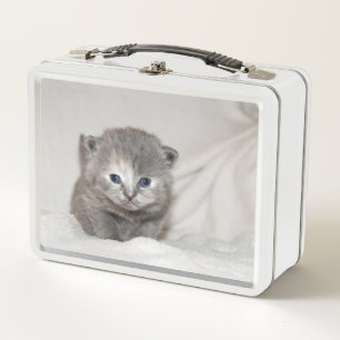 Kijk eens naar deze kleine grijze Kitten