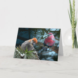 Kijk gewoon naar jou. Pine Grosbeaks Kaart