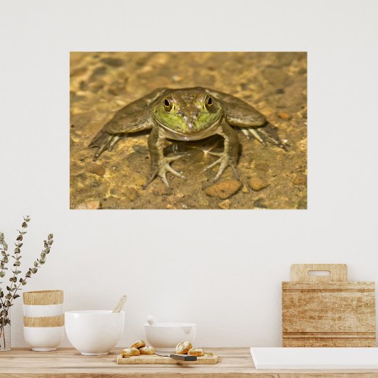 Kijk je naar me? Amerikaans Bullfrog-Poster Poster (Keuken)