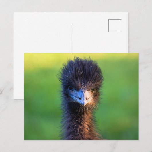 "Kijk je naar me?" - Emu Briefkaart (Voorkant / Achterkant)