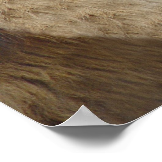 Kijk Ma, geen holtes. Lion Poster Print (Hoek)