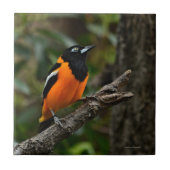 Kijk naar de hemel tegeltje (Voorkant)